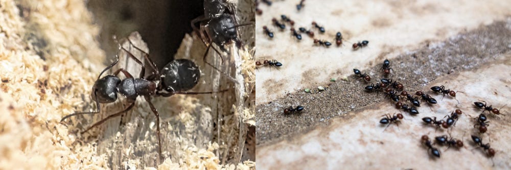 Carpenter Ant and Pavement Ant