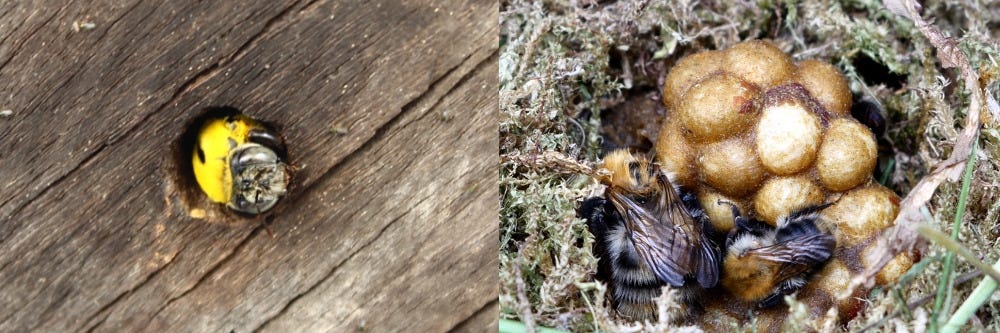 Carpenter Bee in Hole and Bumblebee in Nest