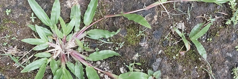 Carpetgrass
