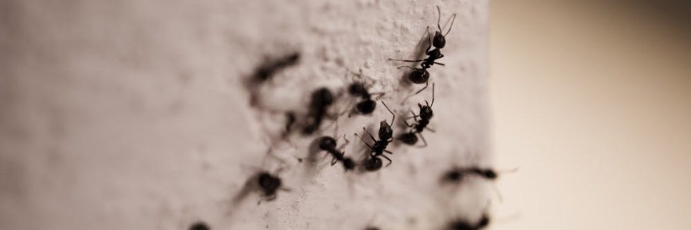 Ants in Wall Corners