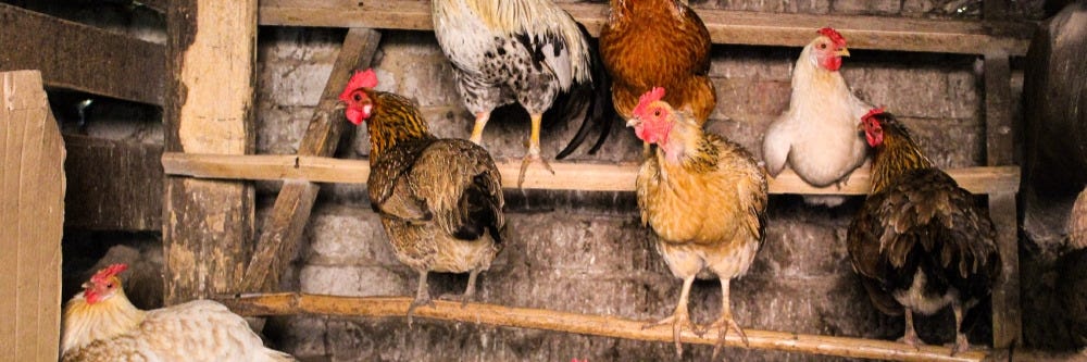 Chicken Coop Roost Chicken Coop Roost