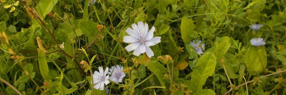 Chicory