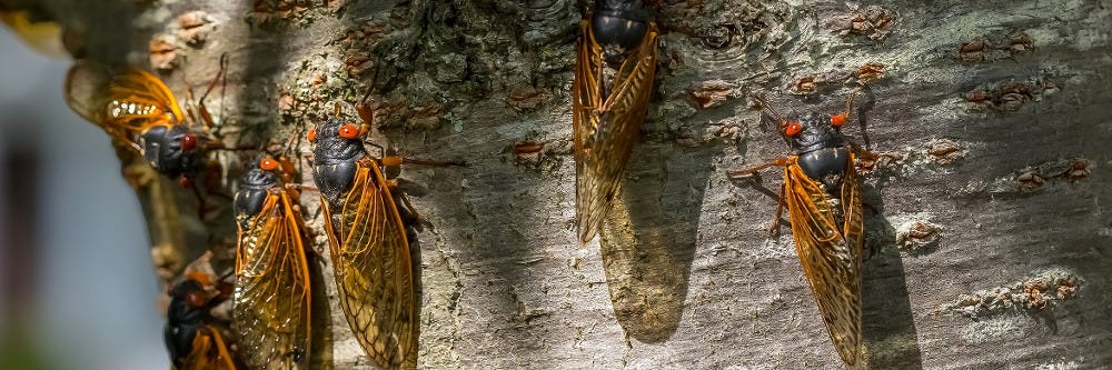 Cicada