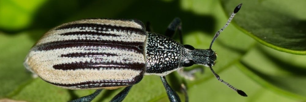 Citrus Root Weevil