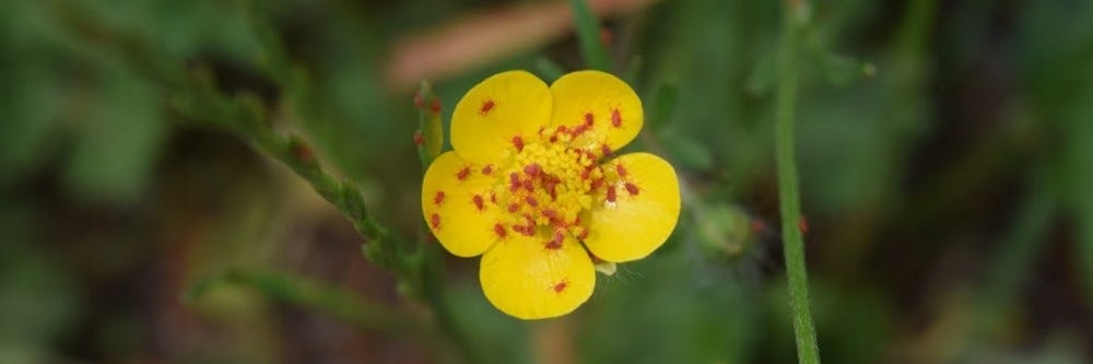 Clover Mites