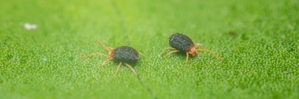 clover mite up close