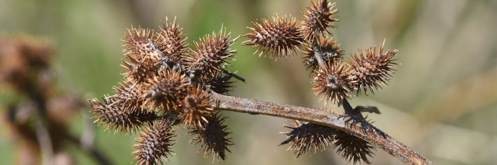 Cocklebur Seeds