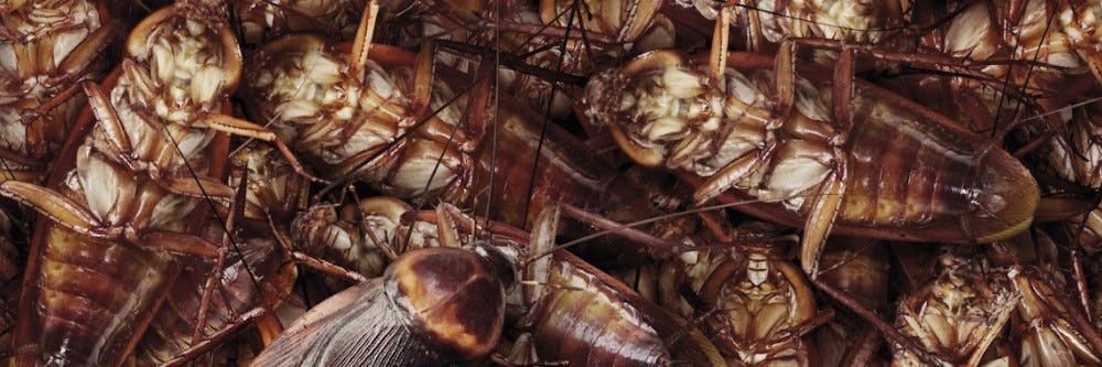 Multiple Cockroaches 