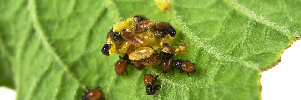 Potato bugs and larvae on a leaf