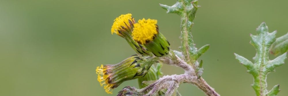 Common Groundsel