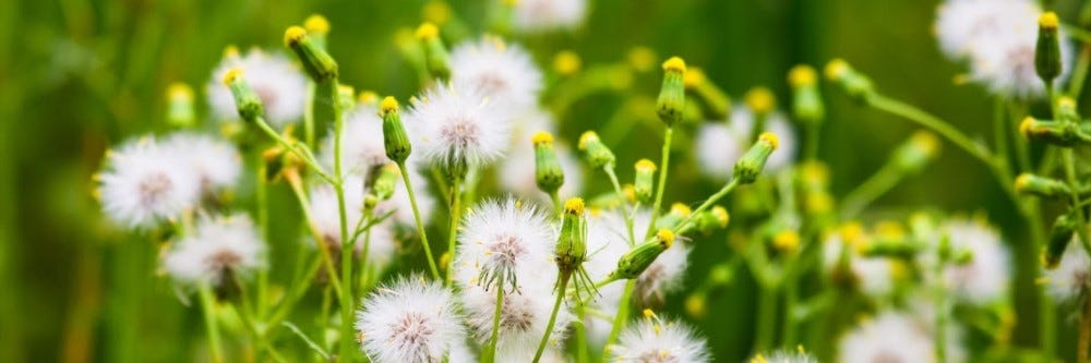 Common Groundsel Seed