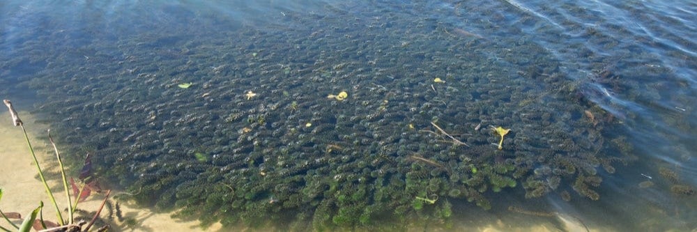 Coontail on lake