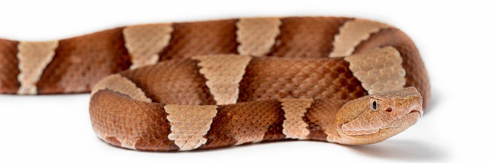 Copperhead