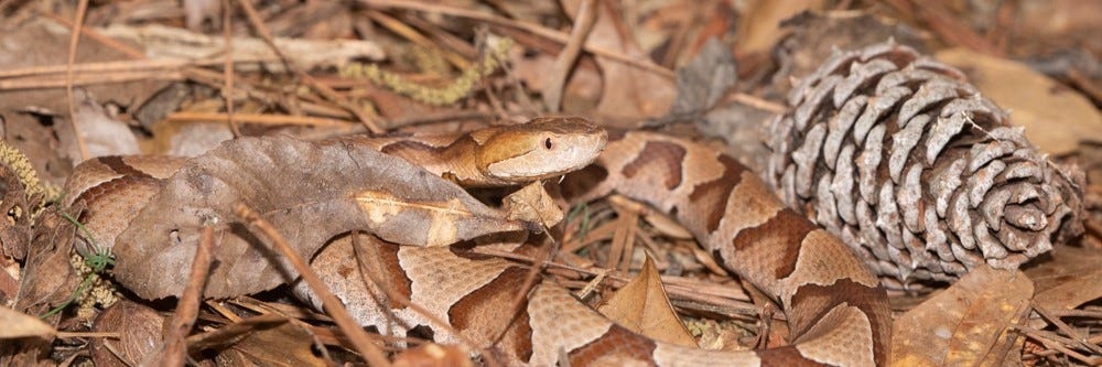 Copperhead Hidden in Leaves Copperhead Hidden in Leaves