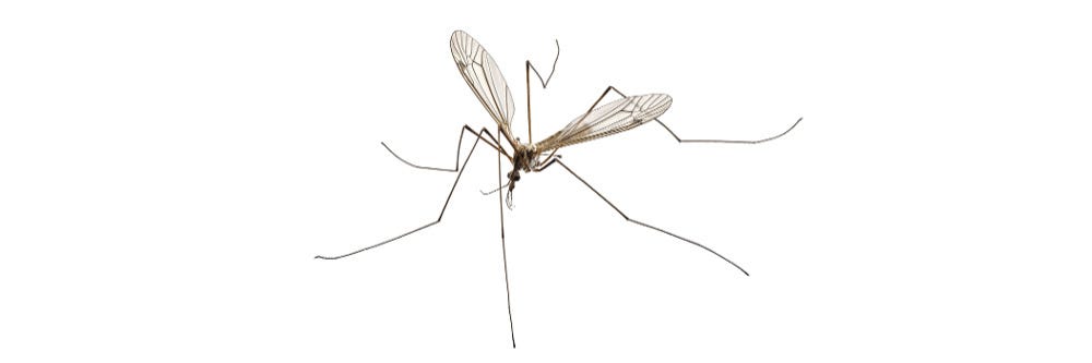 Crane Fly