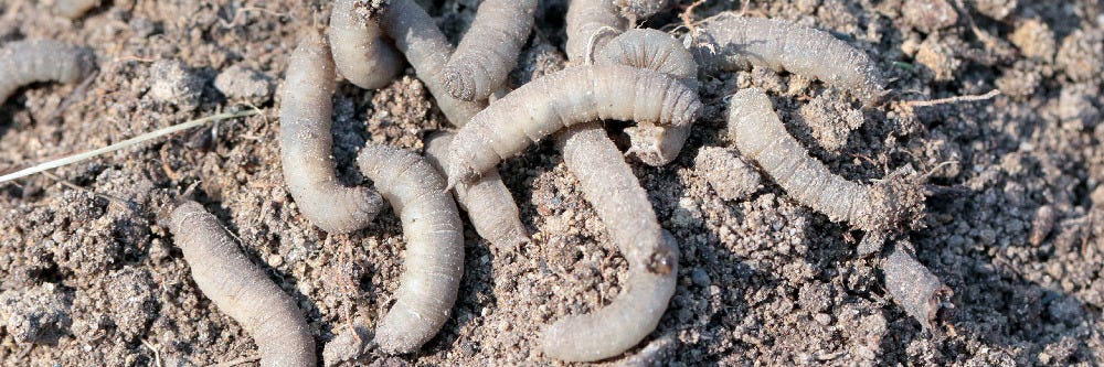 Crane Fly Larvae