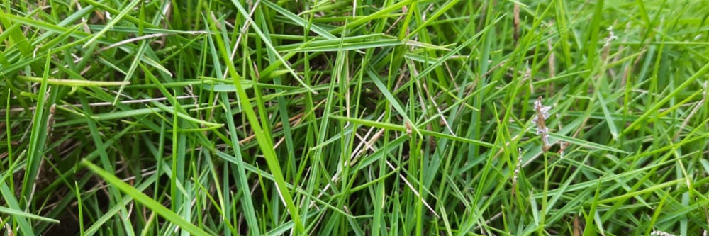 Creeping Bentgrass