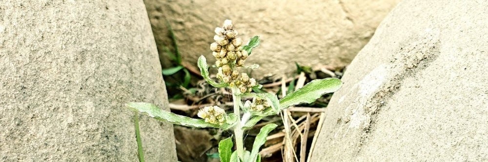 Cudweed In-between Rock 