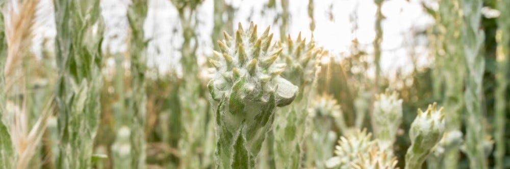 Cudweed