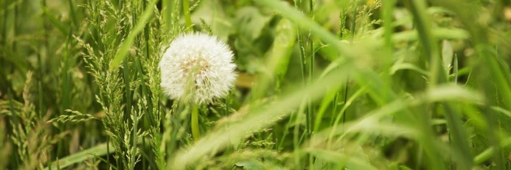 Dandelion Weed Growing in Turf