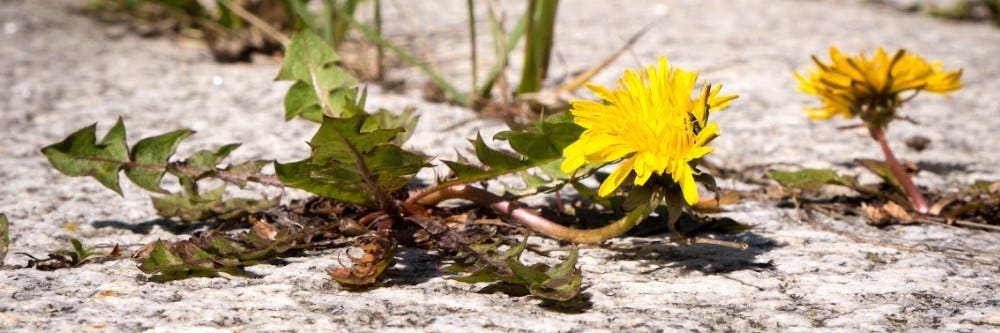 Dandelion in Cement Crack