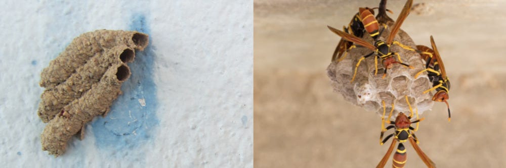 Mud Dauber and Paper Wasp Nest