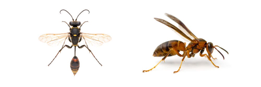 Mud Dauber and Paper Wasp
