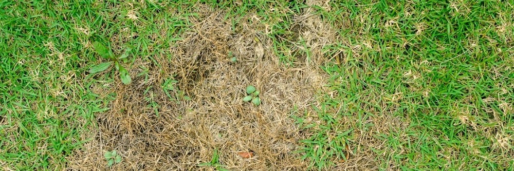 Dead Patch of Grass