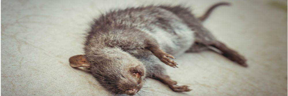 Nature's Air can neutralize dead Rat smells