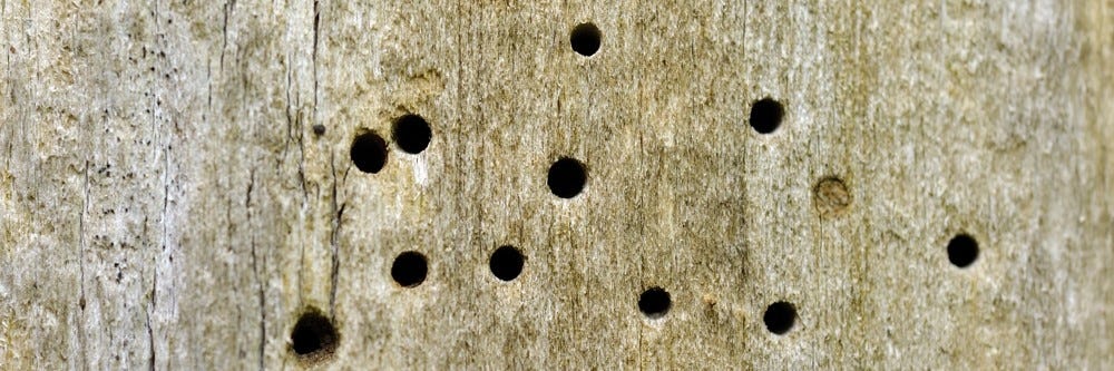 Deathwatch Beetle Holes