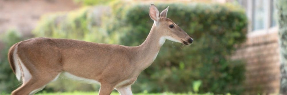 Deer in Yard