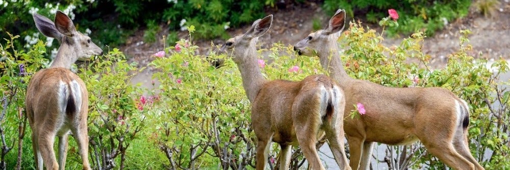 Deer Eating Shrub