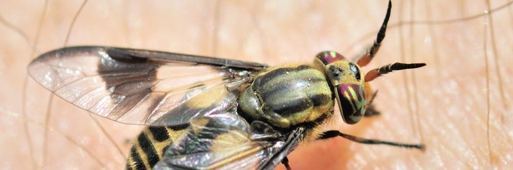 Deer Fly Biting Person