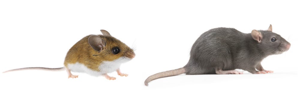 Deer Mice and Norway Rat