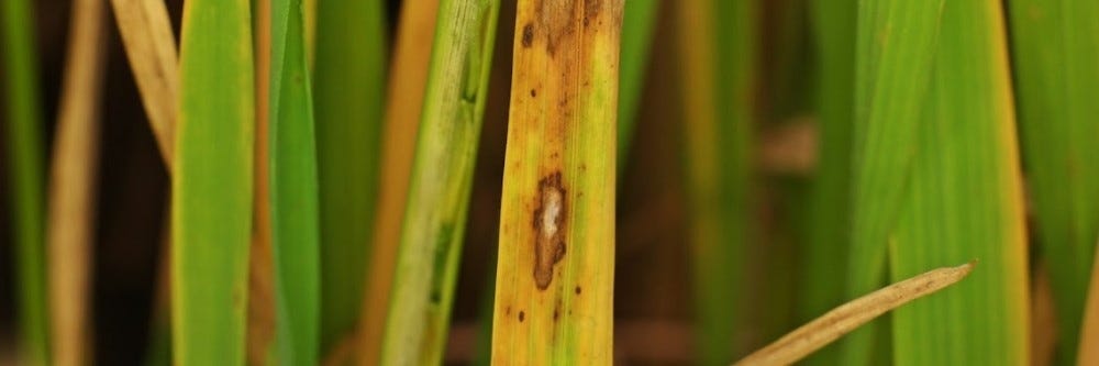 Discolored Grass