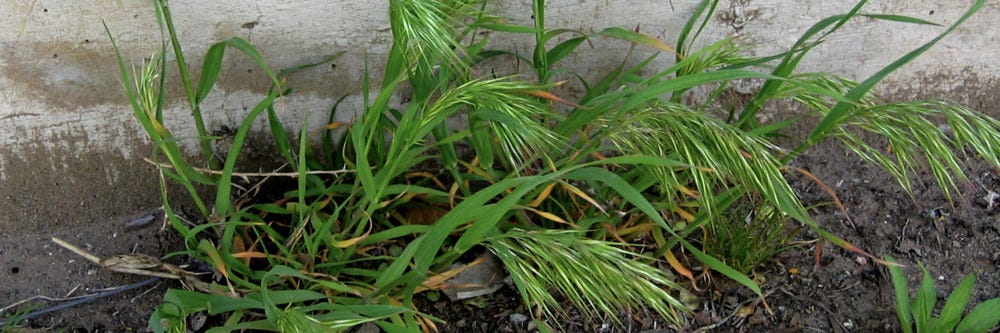 Downy Brome