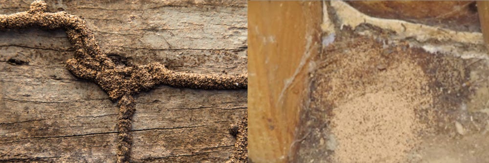 Drywood and Subterranean Termite Damage