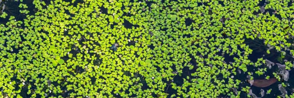 Duckweed