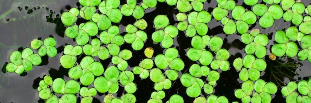 Duckweed