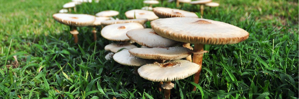 Fairy Ring