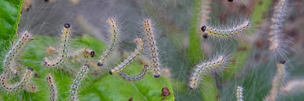 Fall Webworm