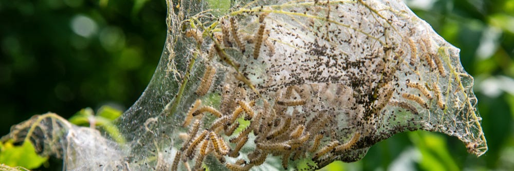 Fall Webworm Nest