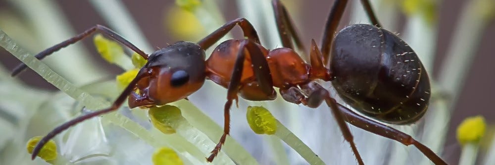 Field Ant