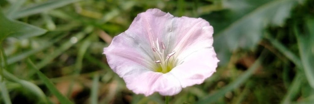 Field Bindweed