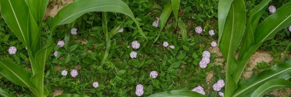 Field Bindweed Mat in Crop Field Bindweed Mat in Crop