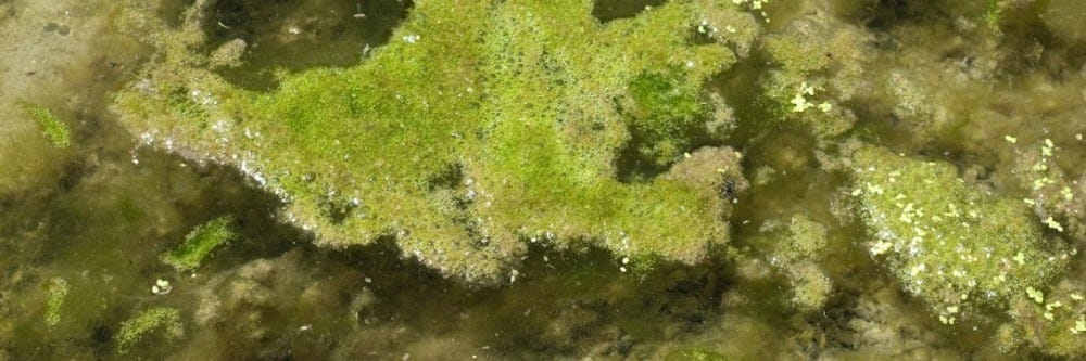 Filamentous Algae