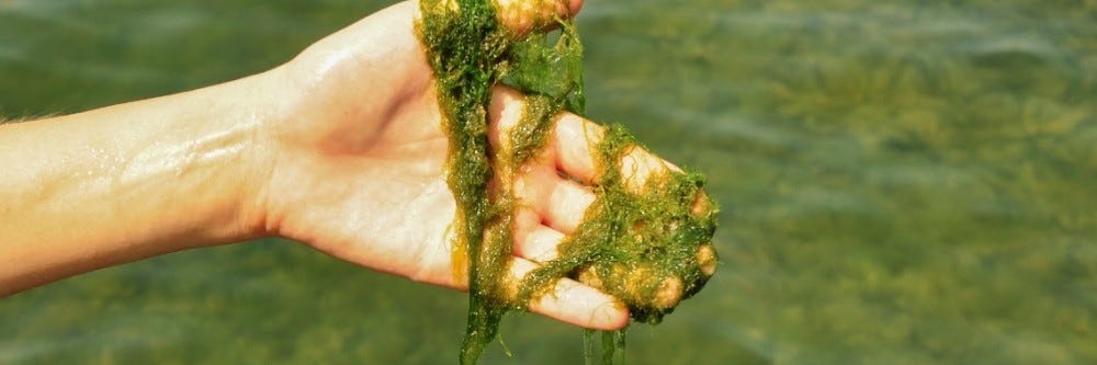 Filamentous Algae on Hand