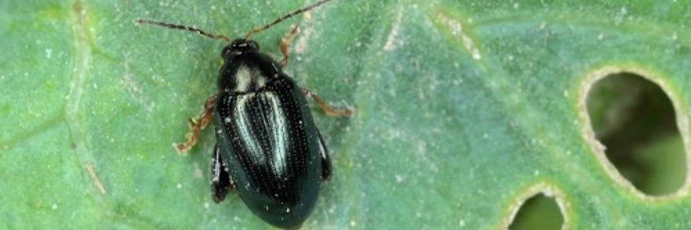 Flea Beetle