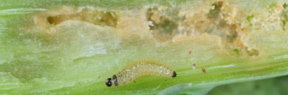 Flea Beetle Larvae