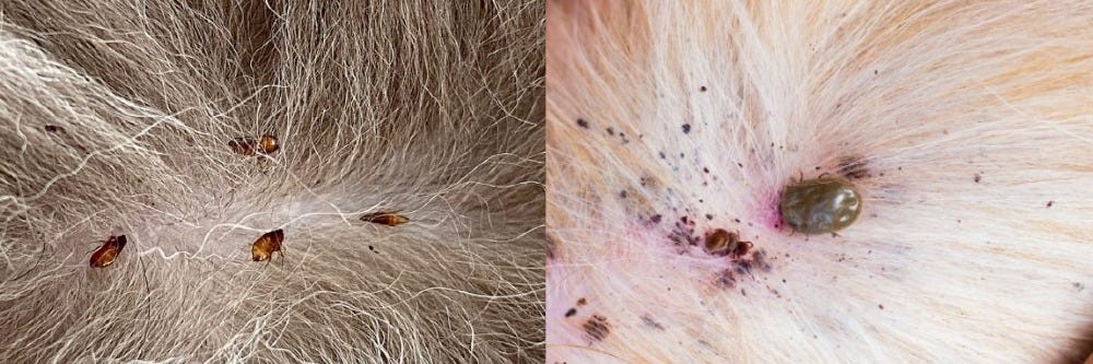Fleas and Ticks in Pet Fur